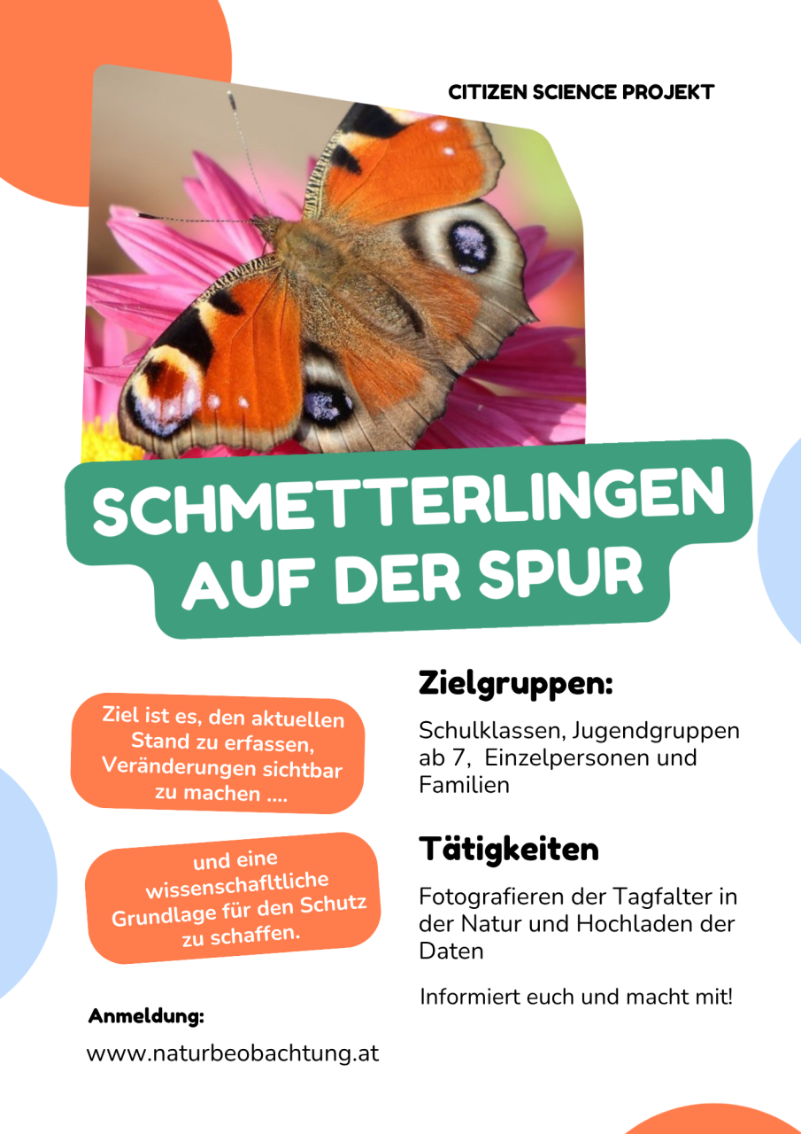 Schmetterlingen auf der Spur